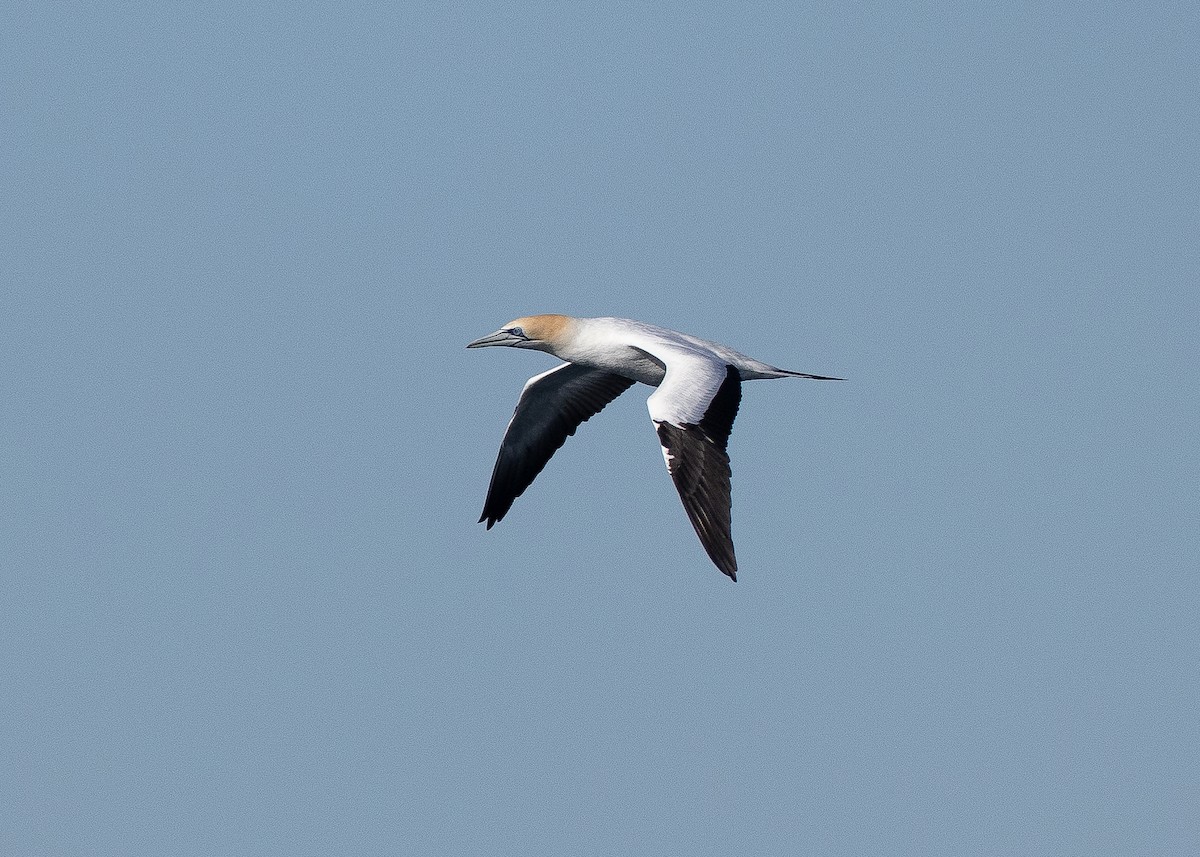 Australasian Gannet - ML604397401