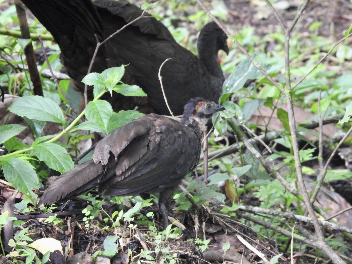 Crested Guan - Nick Odio