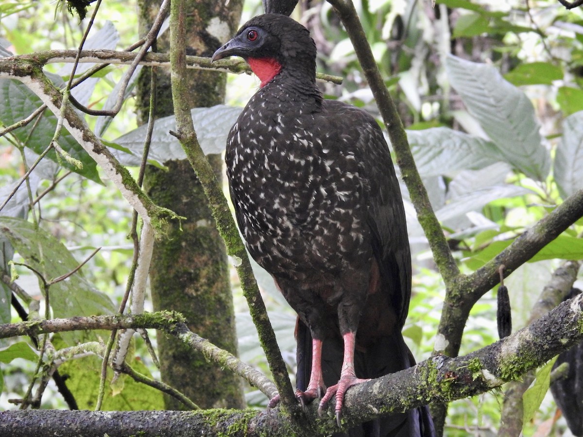 Crested Guan - Nick Odio
