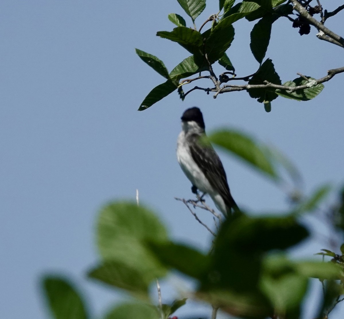 Eastern Kingbird - Jeanne-Marie Maher