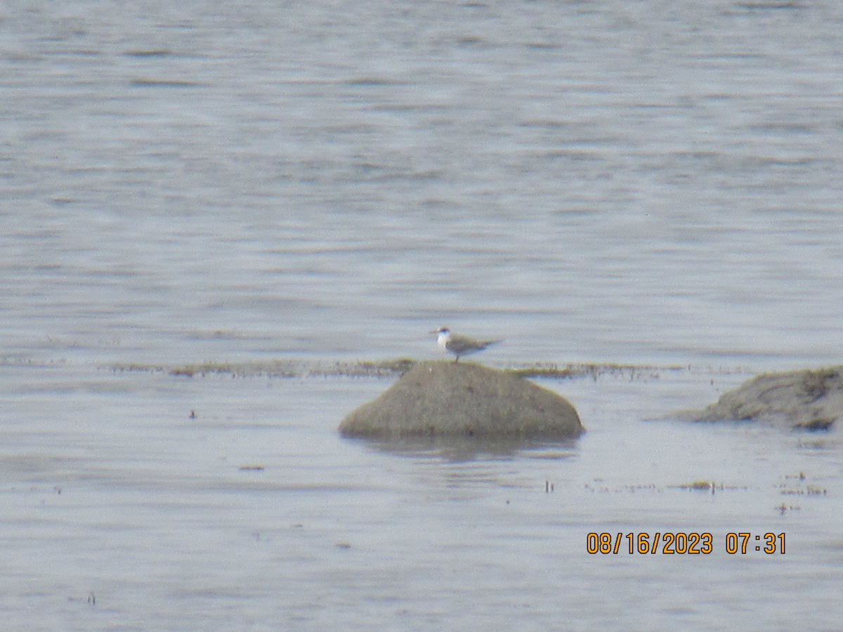 Common Tern - ML604397981