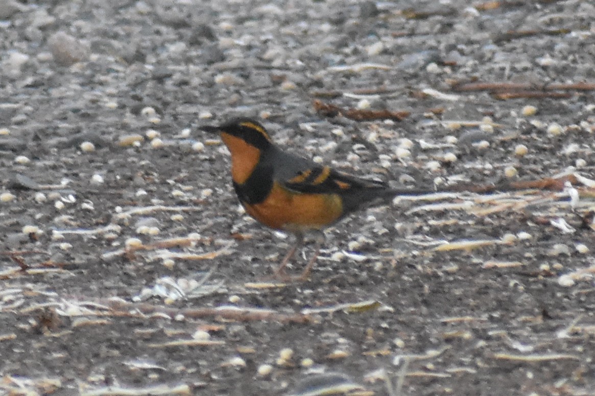 Varied Thrush - Caleb Snarr