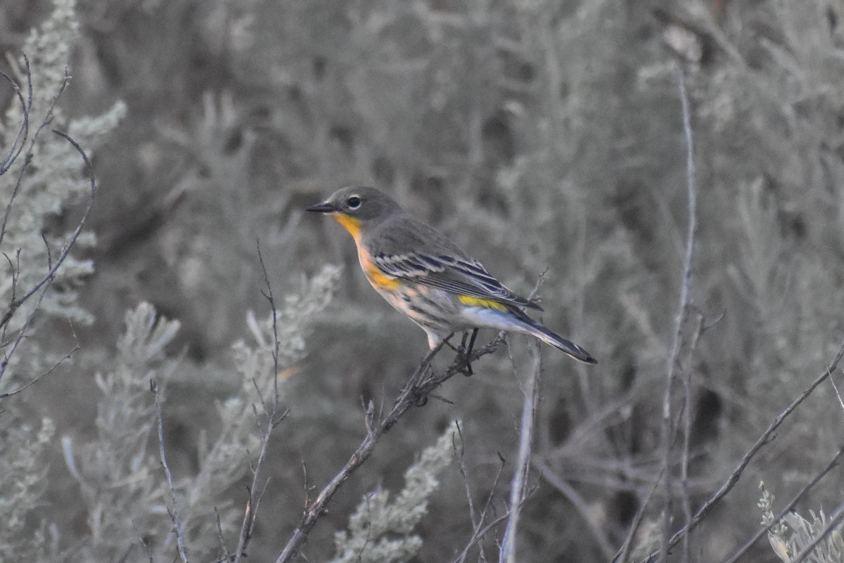 Yellow-rumped Warbler - Caleb Snarr