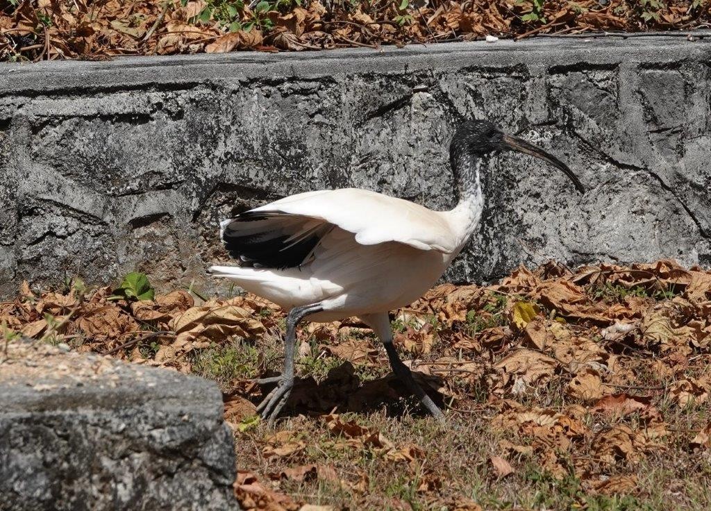 Australian Ibis - Cecile Espigole