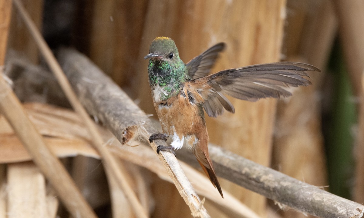 kolibřík Amazilin - ML604400251
