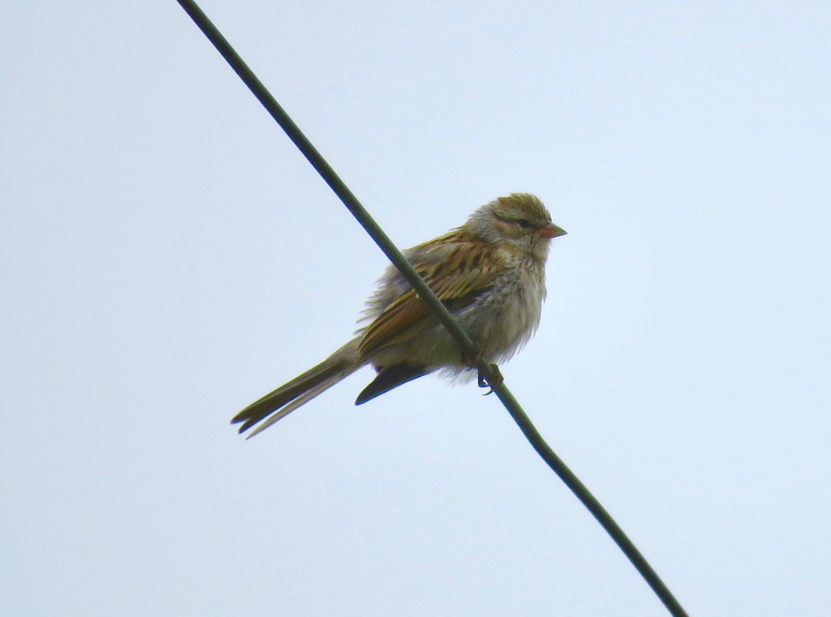 Chipping Sparrow - ML60440071