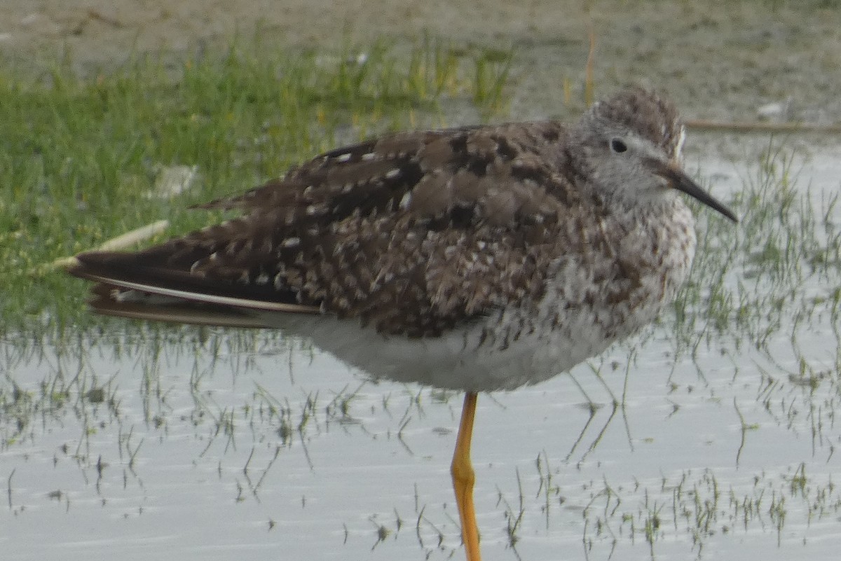 Lesser Yellowlegs - Anonymous