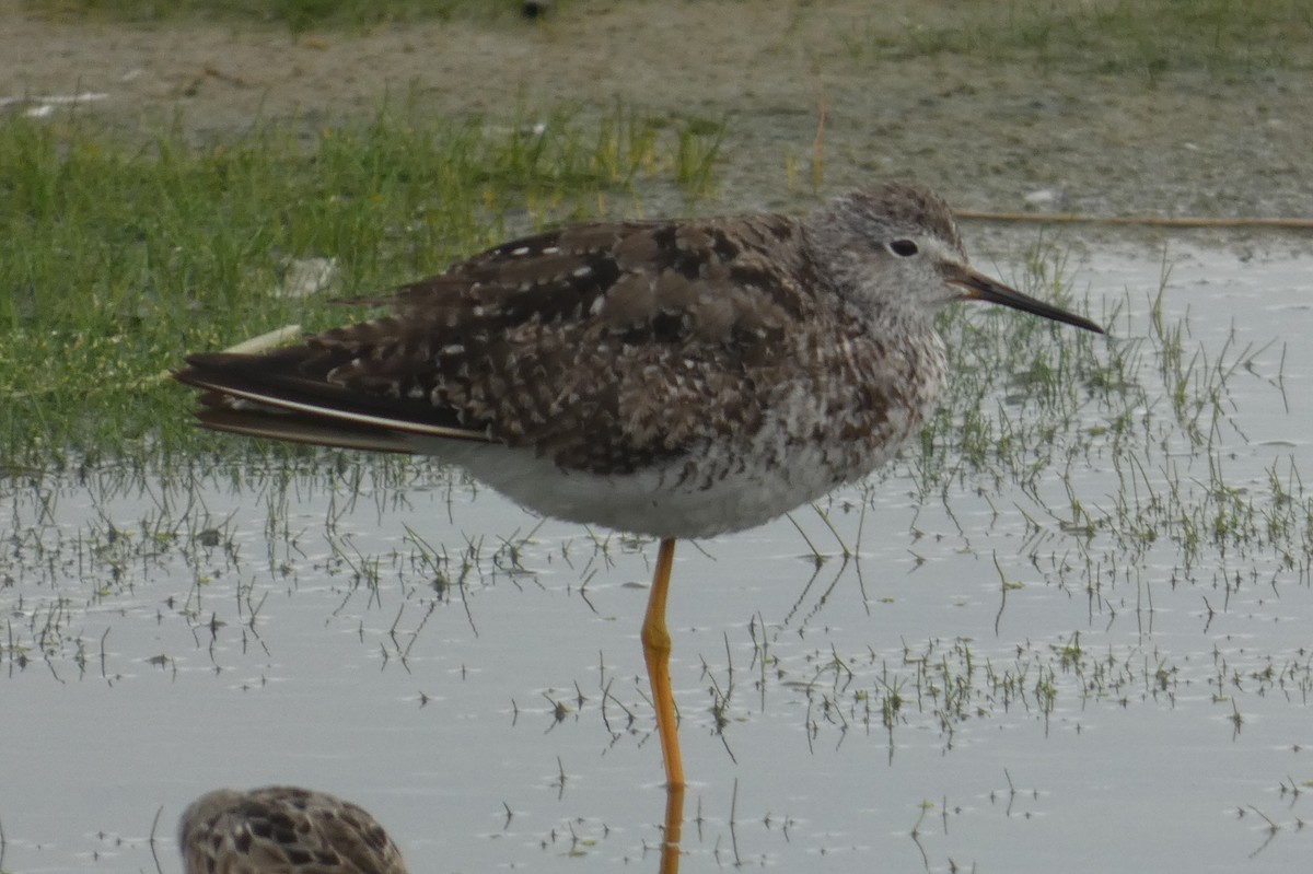 Lesser Yellowlegs - Anonymous