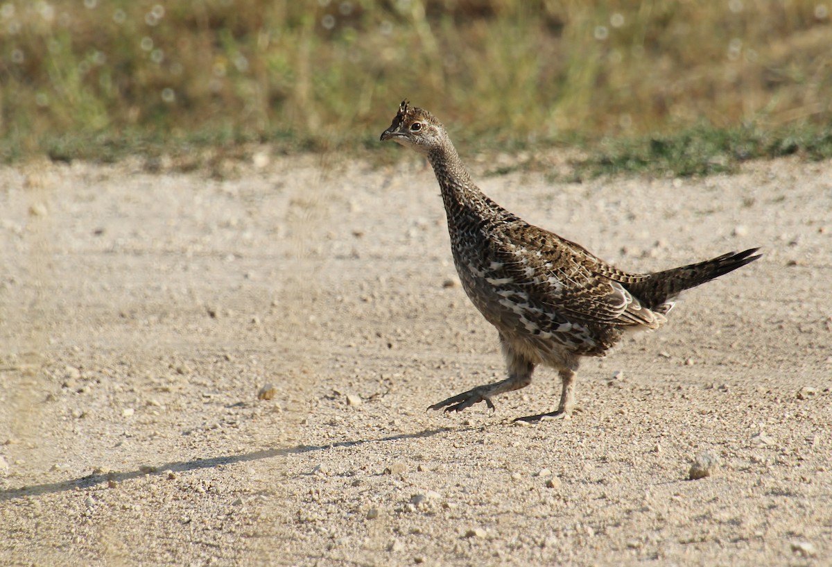 Dusky Grouse - ML604401521