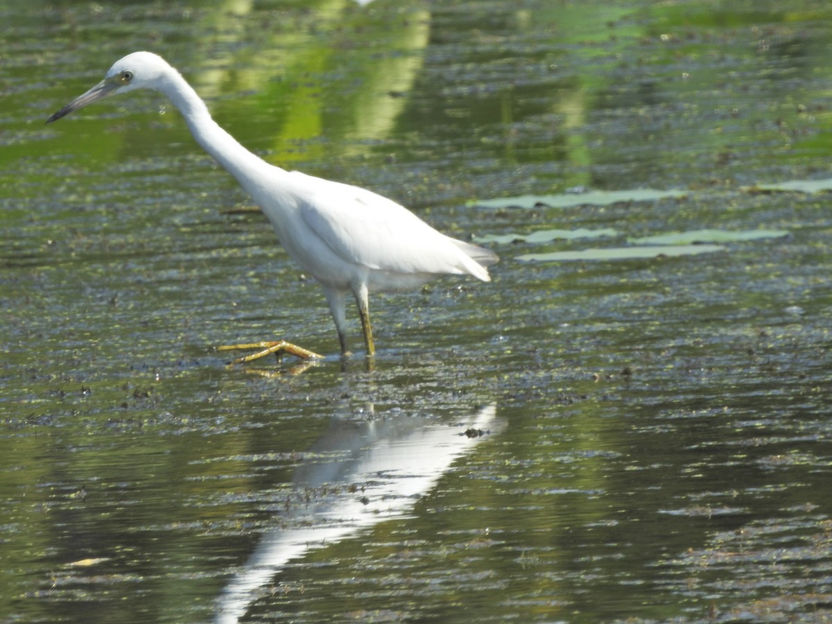 Little Blue Heron - ML604402401