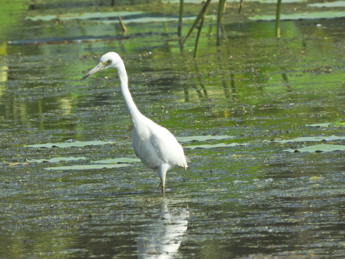 Little Blue Heron - ML604402451