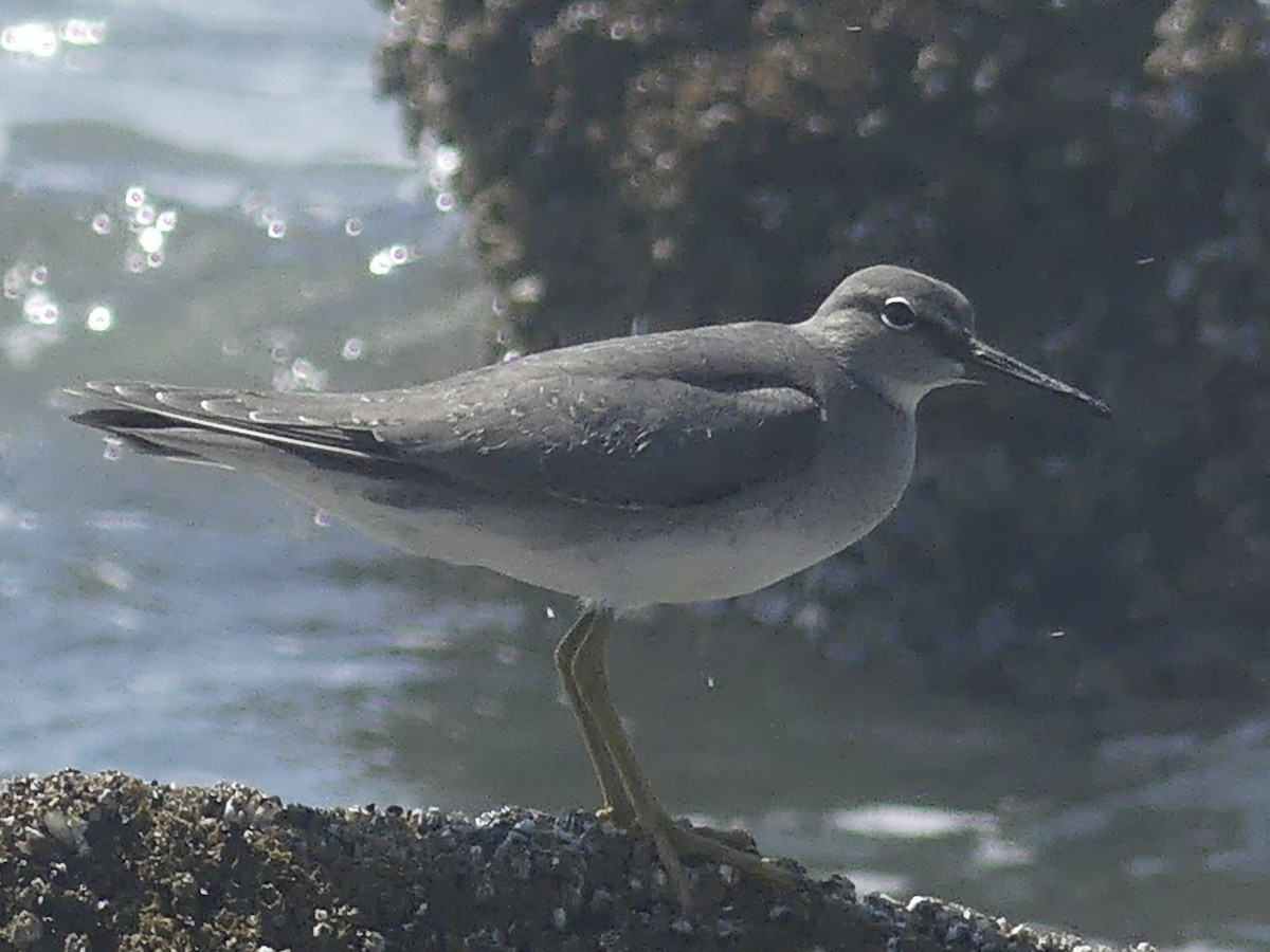 Wandering Tattler - ML604402501