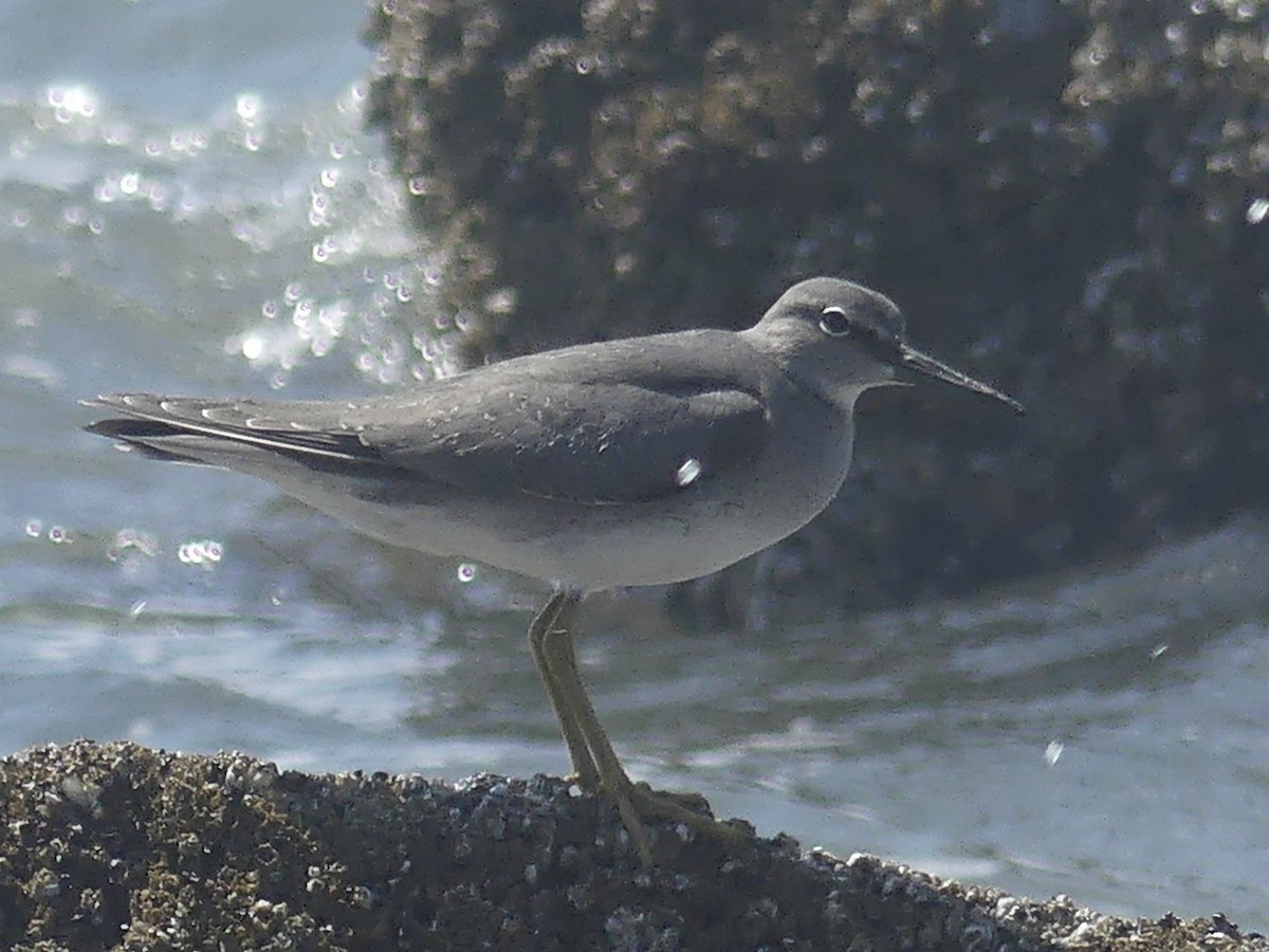 Wandering Tattler - ML604402511