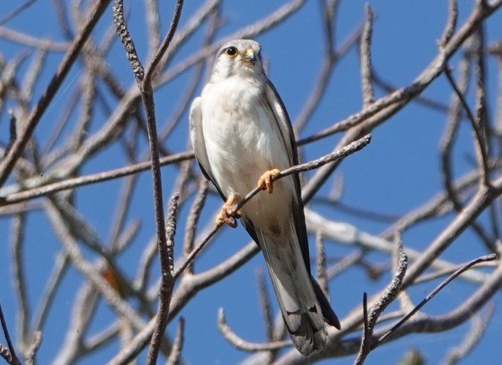 Nankeen Kestrel - ML604402521