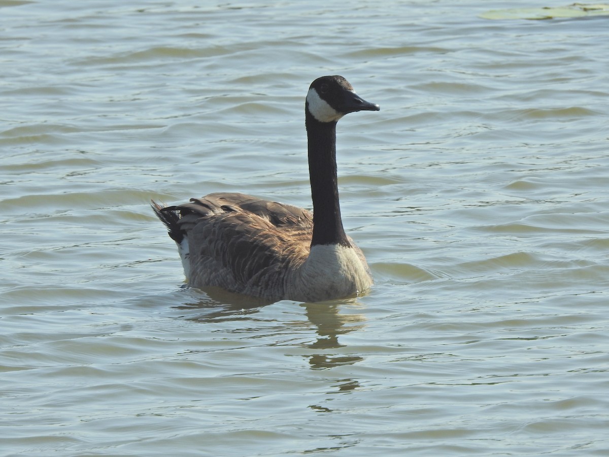 Canada Goose - ML604402611