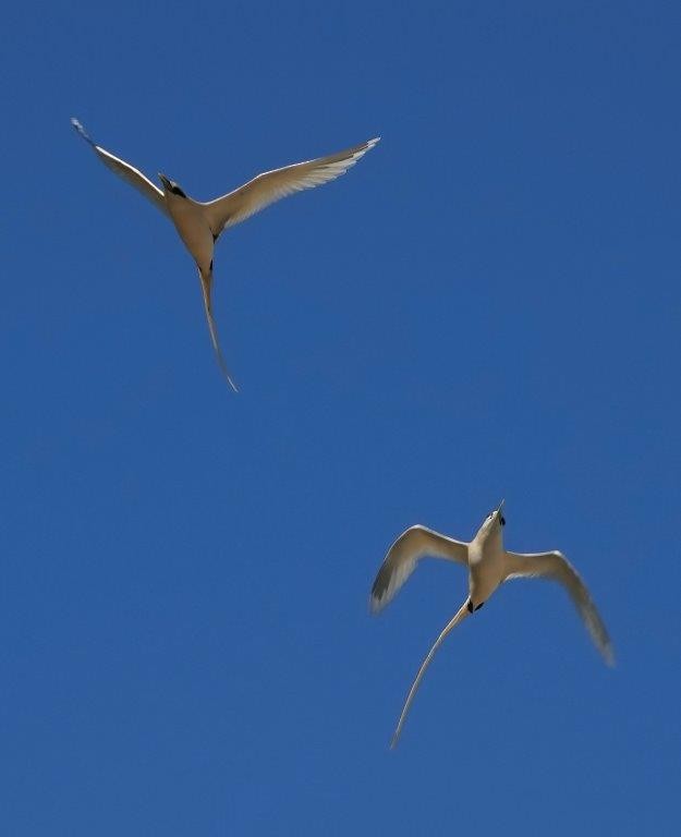 White-tailed Tropicbird - ML604402671