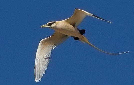 White-tailed Tropicbird - ML604402681