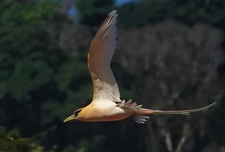 White-tailed Tropicbird - ML604402691