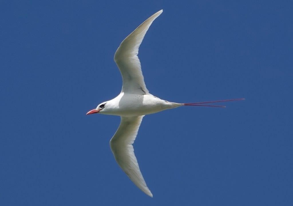 Red-tailed Tropicbird - Cecile Espigole