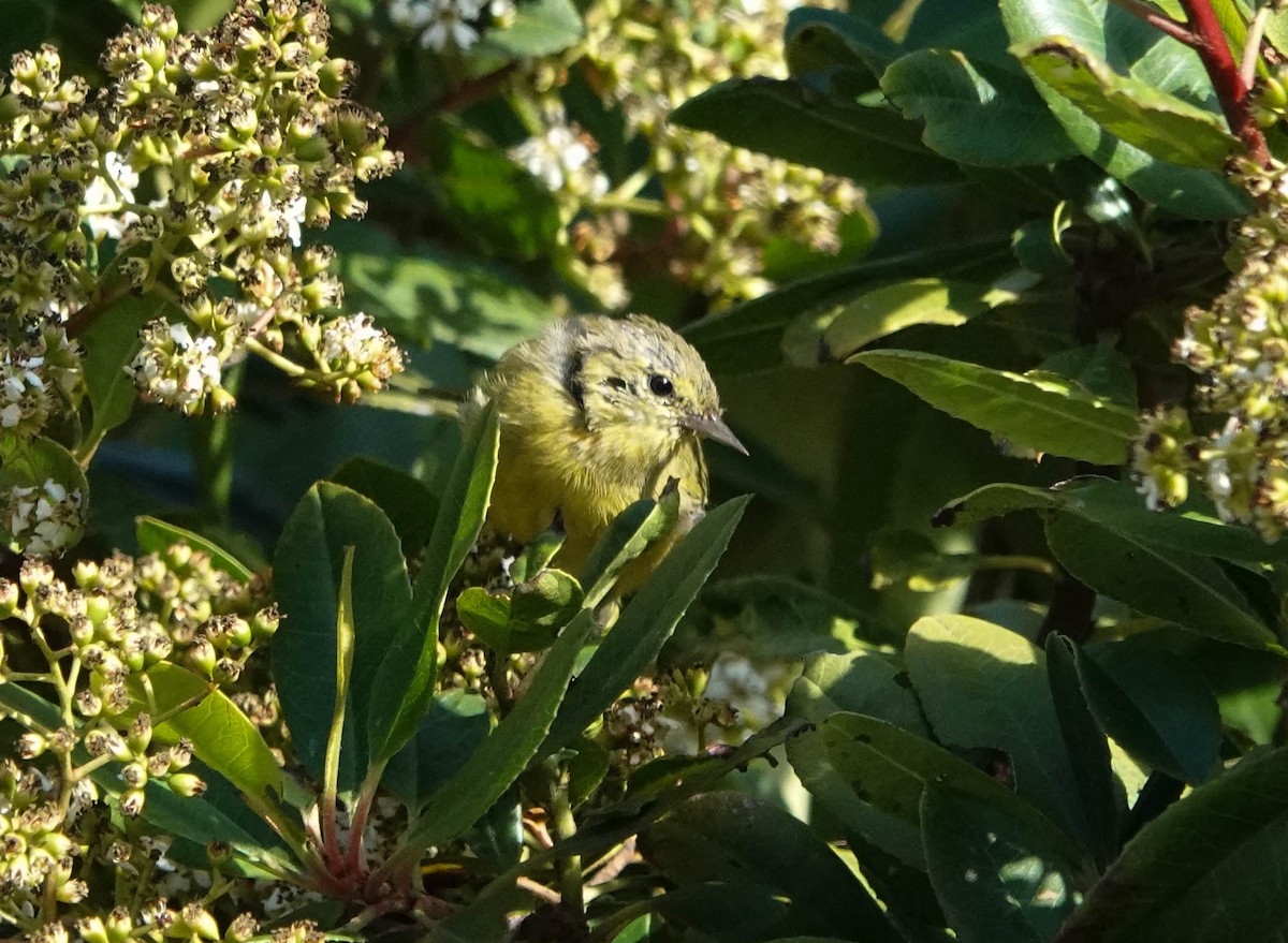 Orange-crowned Warbler - Susan Greef