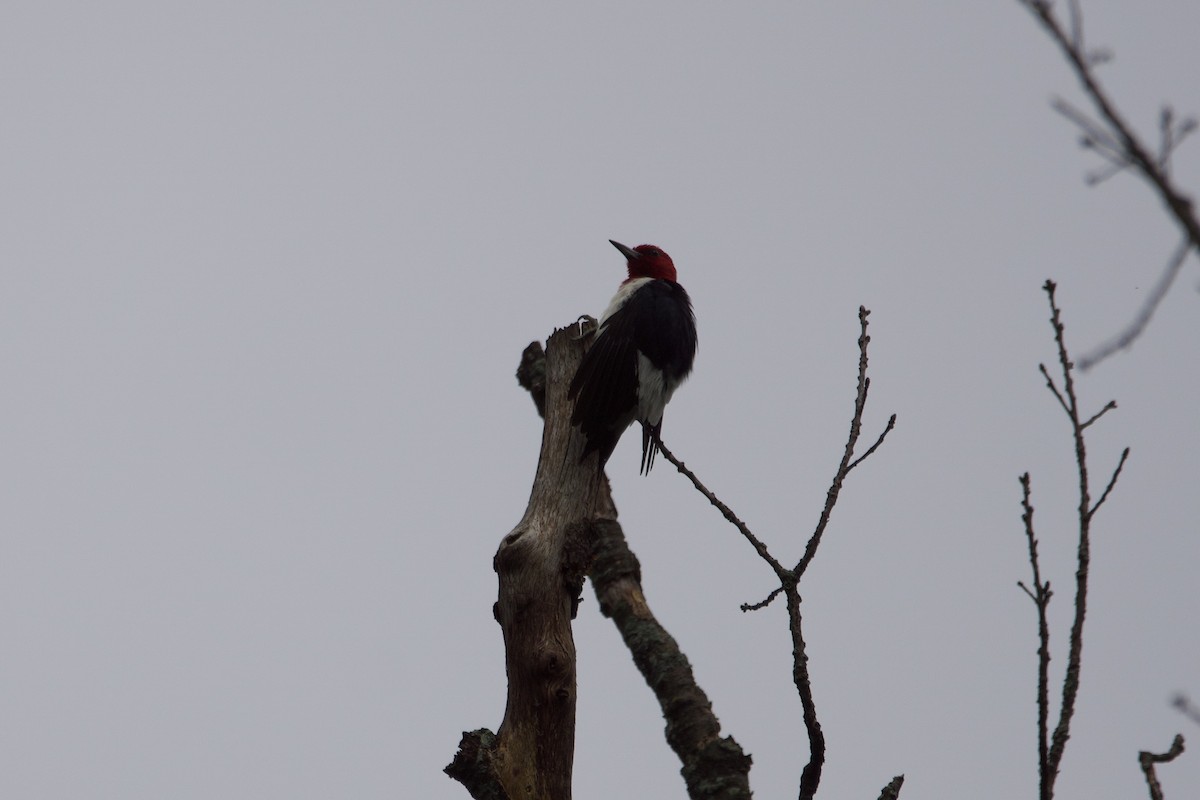Red-headed Woodpecker - ML604403571