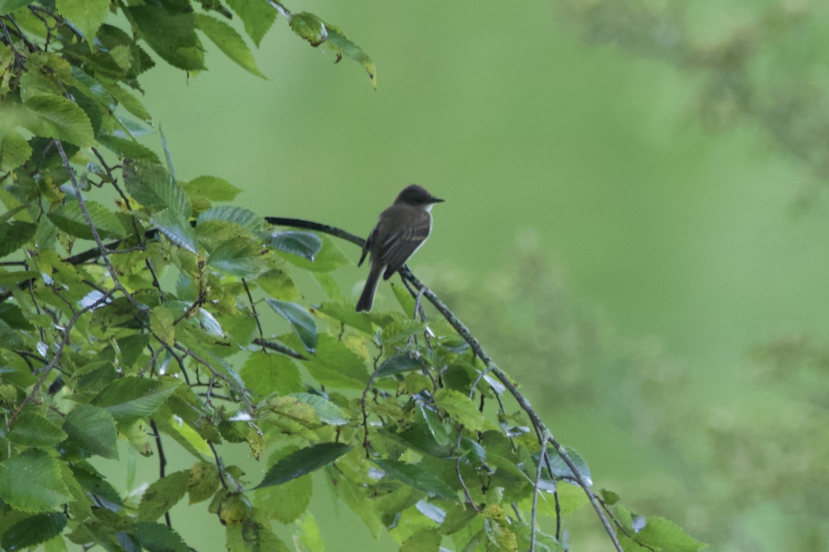 Eastern Phoebe - ML604403781