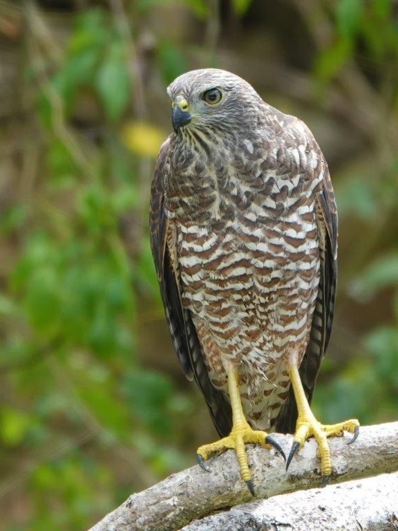 Brown Goshawk - ML604404191