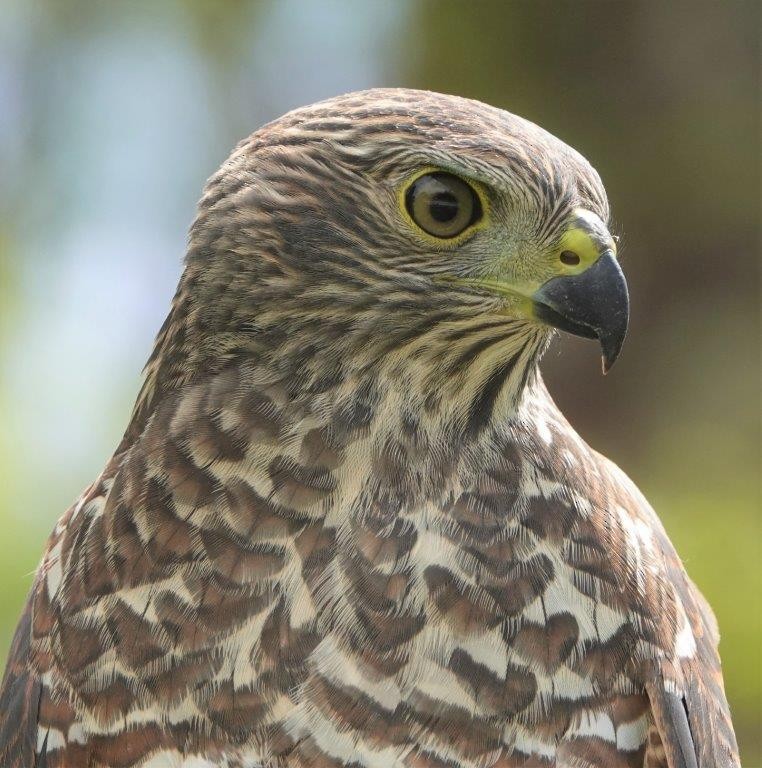 Brown Goshawk - ML604404201