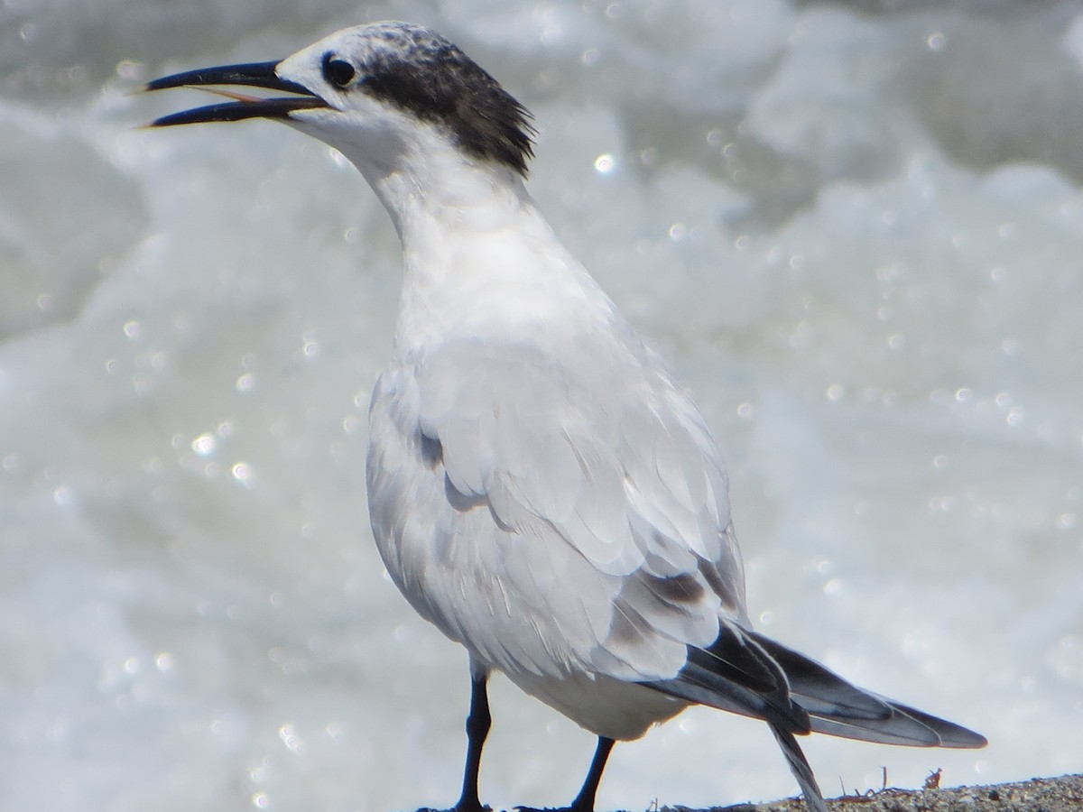 Sandwich Tern (Cabot's) - ML604404661