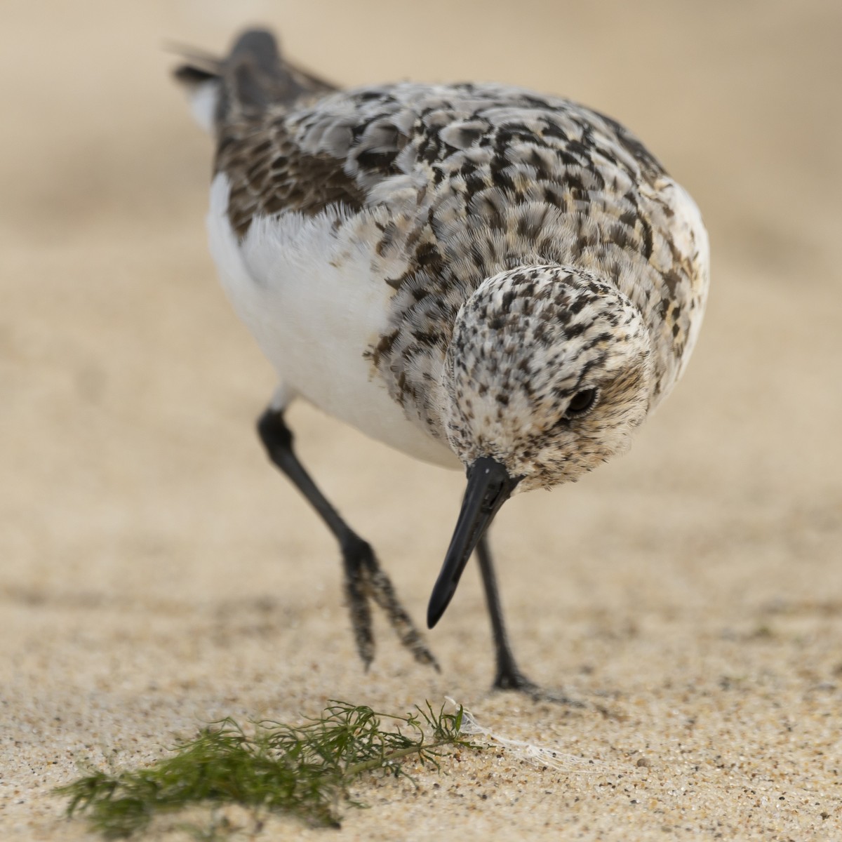 Sanderling - ML604405121