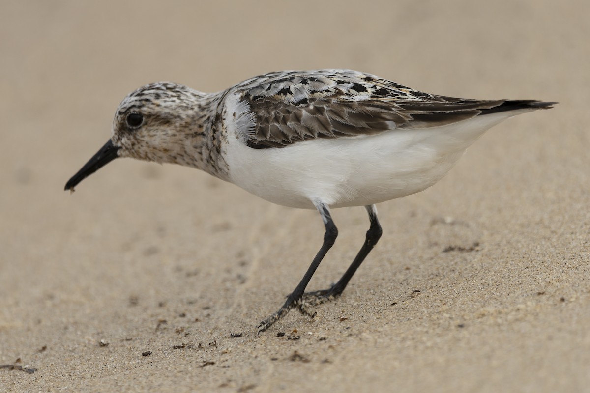 Sanderling - ML604405151