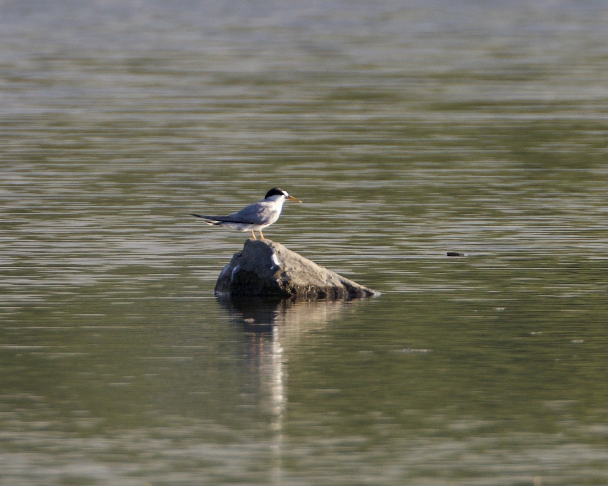 Least Tern - Evan Speck