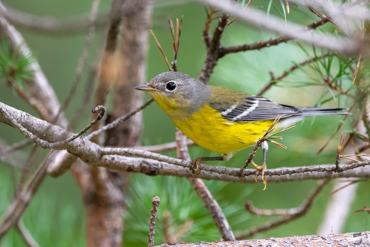 Magnolia Warbler - ML604405801