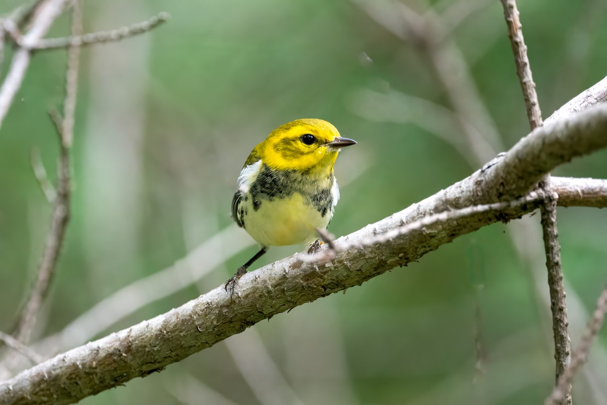 Black-throated Green Warbler - ML604406161