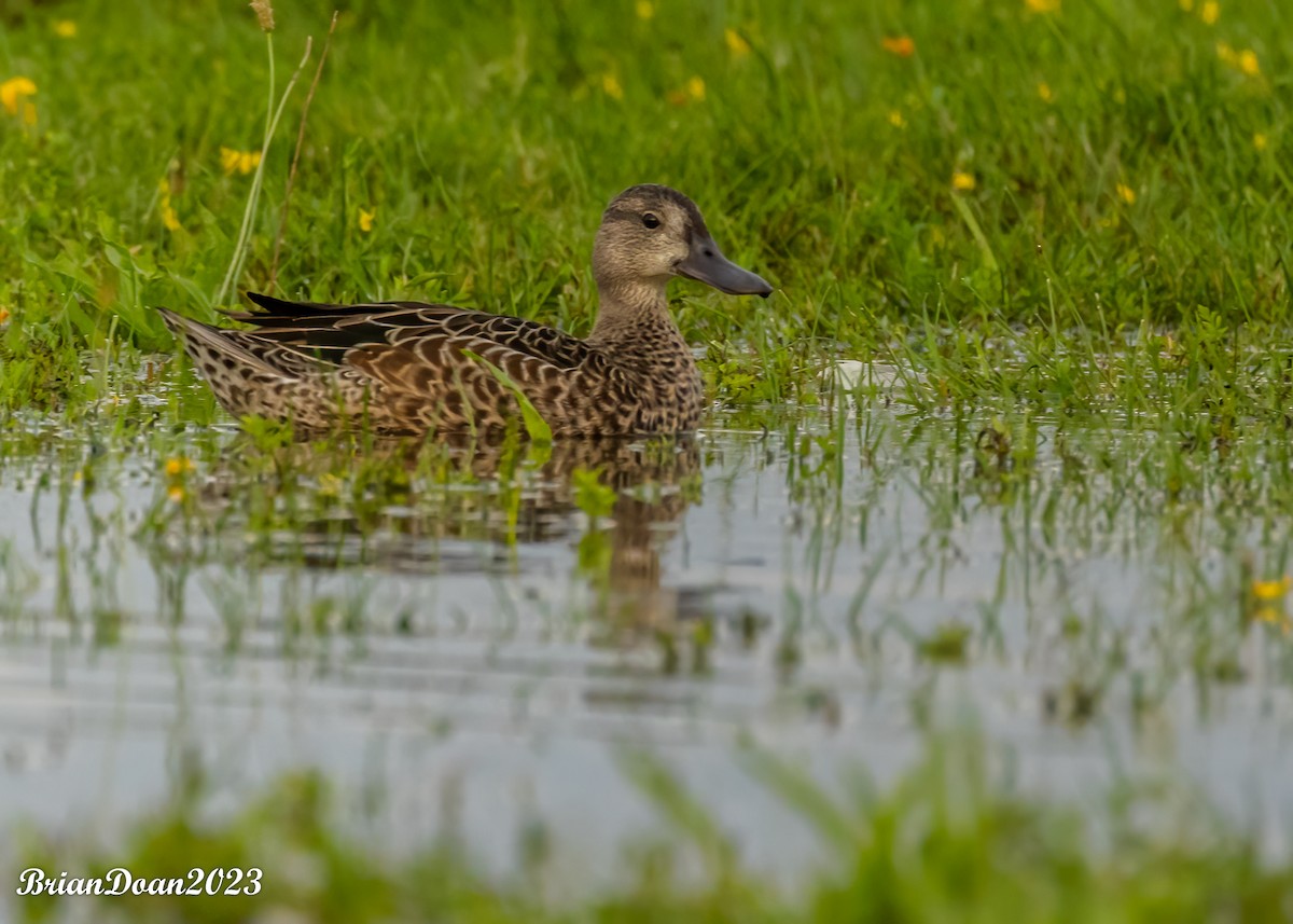 Blue-winged Teal - ML604406891