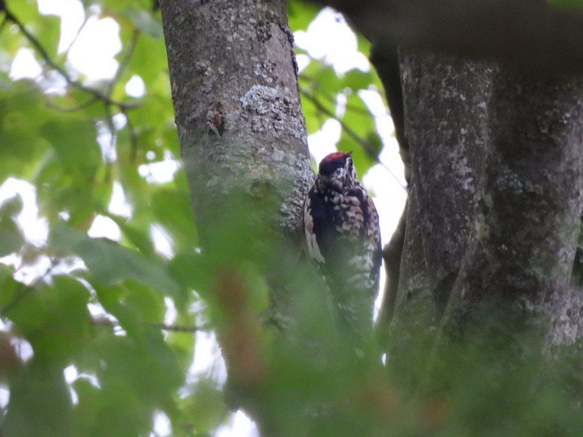 Yellow-bellied Sapsucker - ML604407301