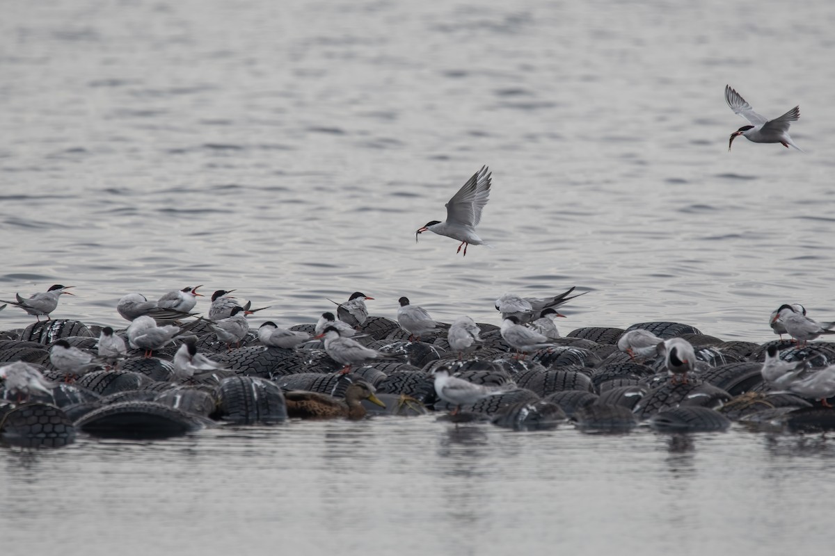 Common Tern - ML604407651