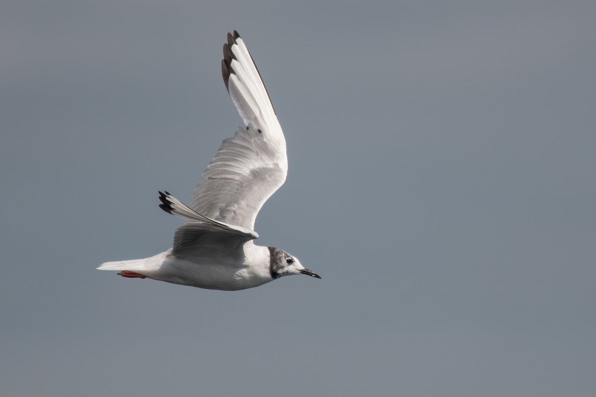 Mouette de Bonaparte - ML604407891