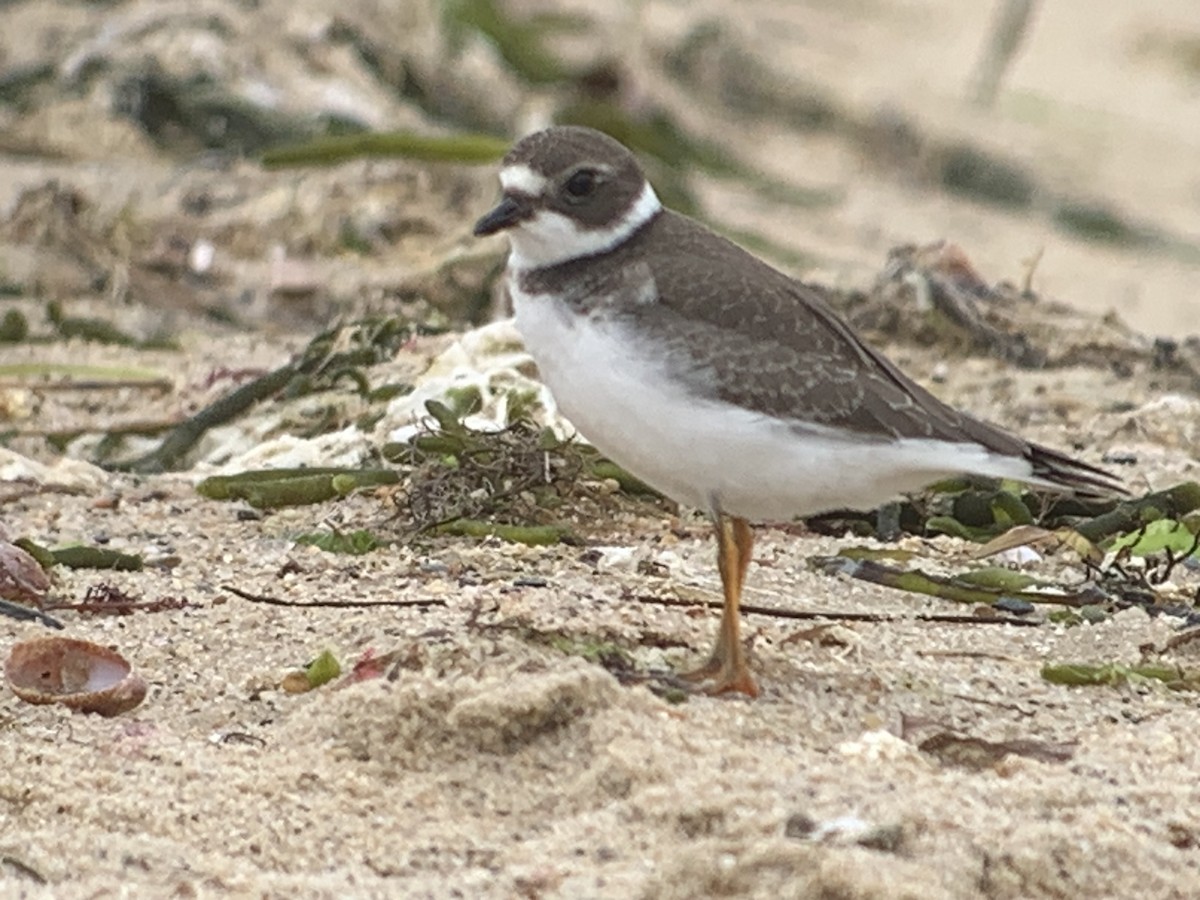 Semipalmated Plover - Michele Burnat