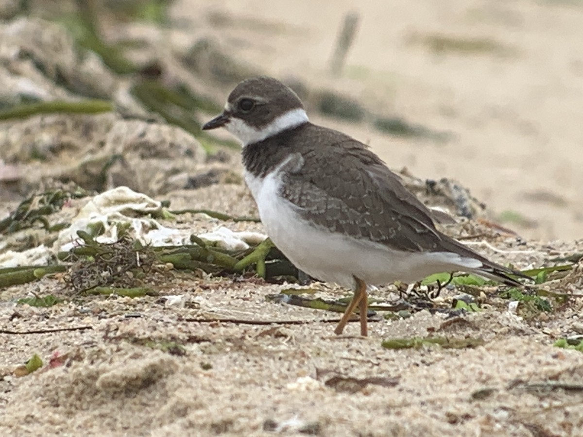 Semipalmated Plover - Michele Burnat