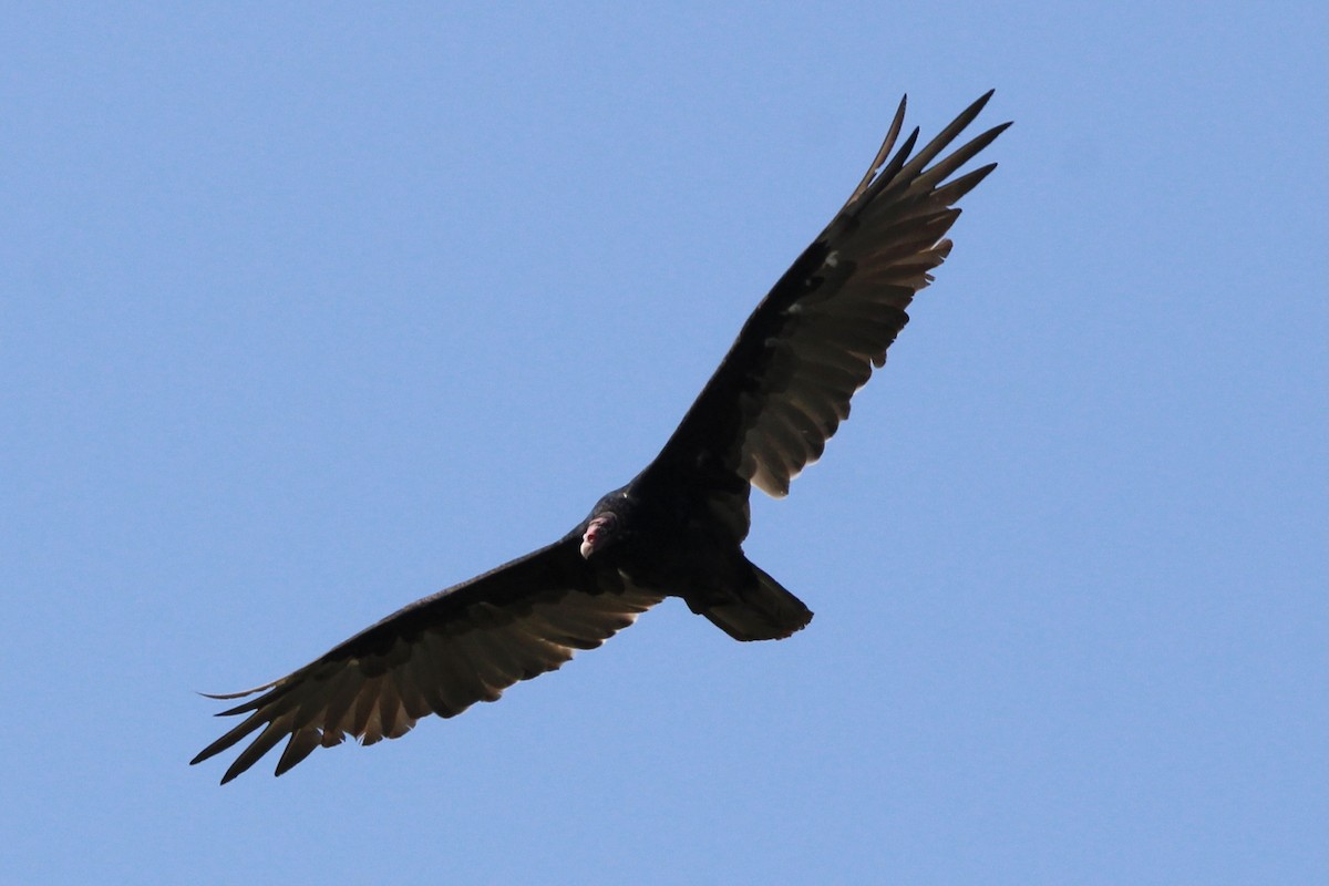 Turkey Vulture - ML604408731