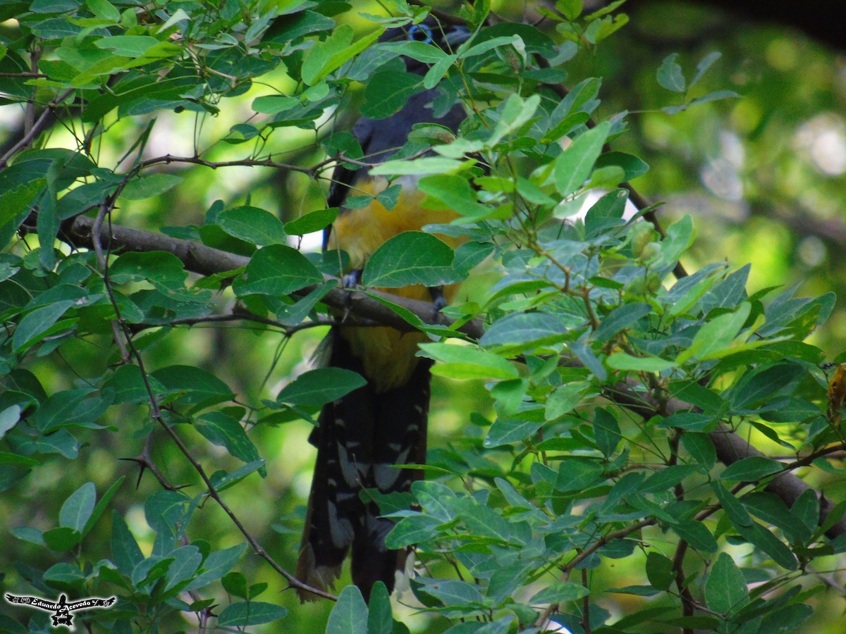 Trogon à tête noire - ML60440901