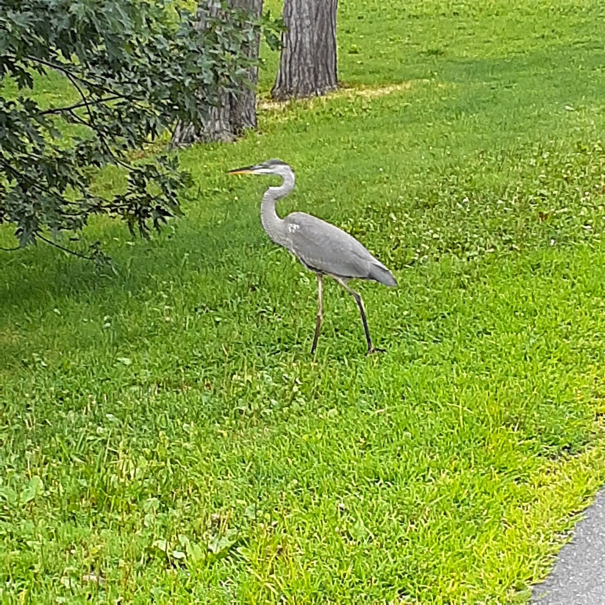 Great Blue Heron - ML604409011