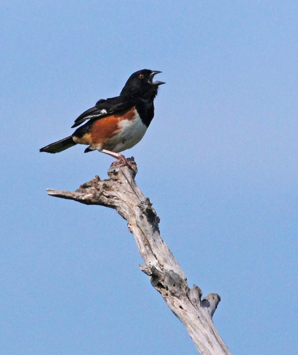 Eastern Towhee - ML604409291