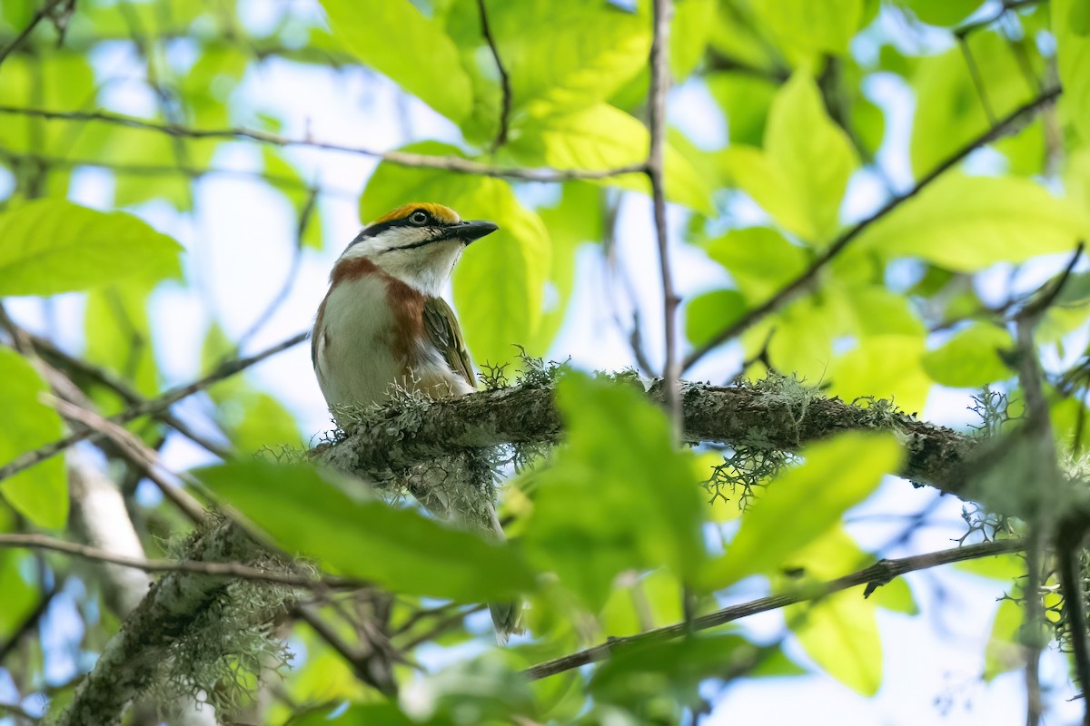 Chestnut-sided Shrike-Vireo - Adam Jackson