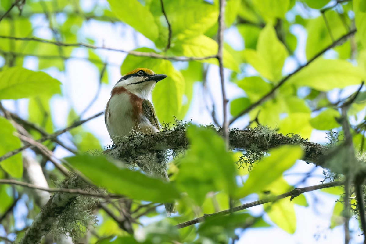 Chestnut-sided Shrike-Vireo - ML604409451