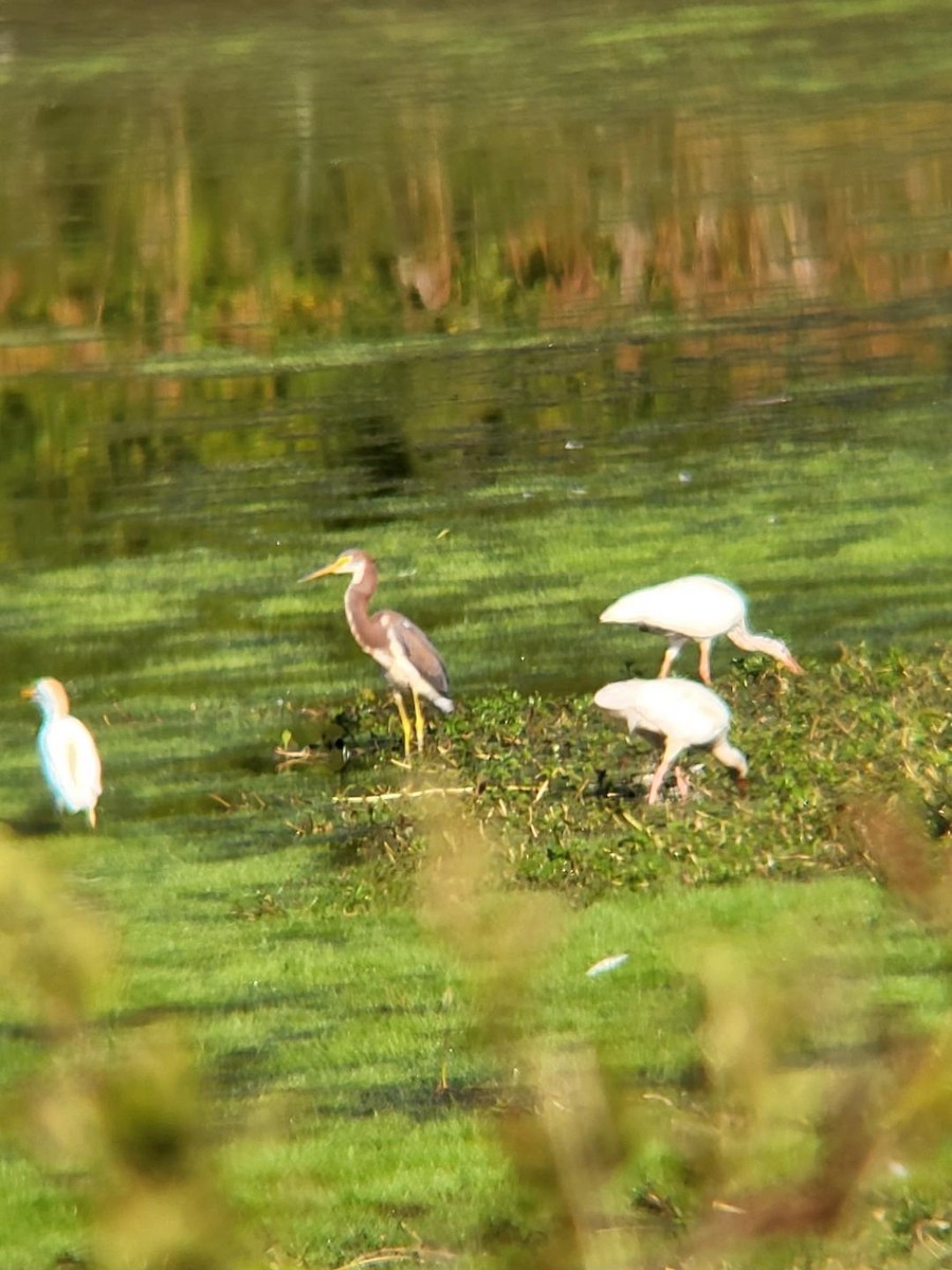 Tricolored Heron - ML604409741