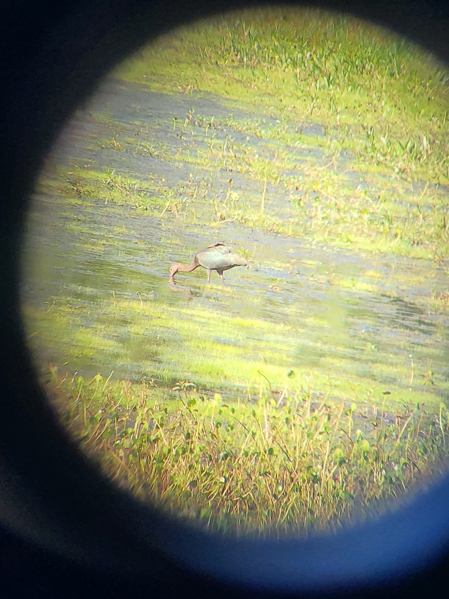 Glossy/White-faced Ibis - ML604409801