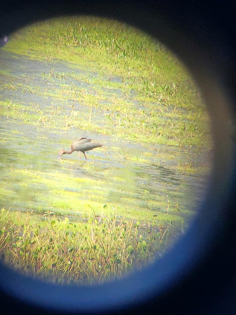 Glossy/White-faced Ibis - ML604409811