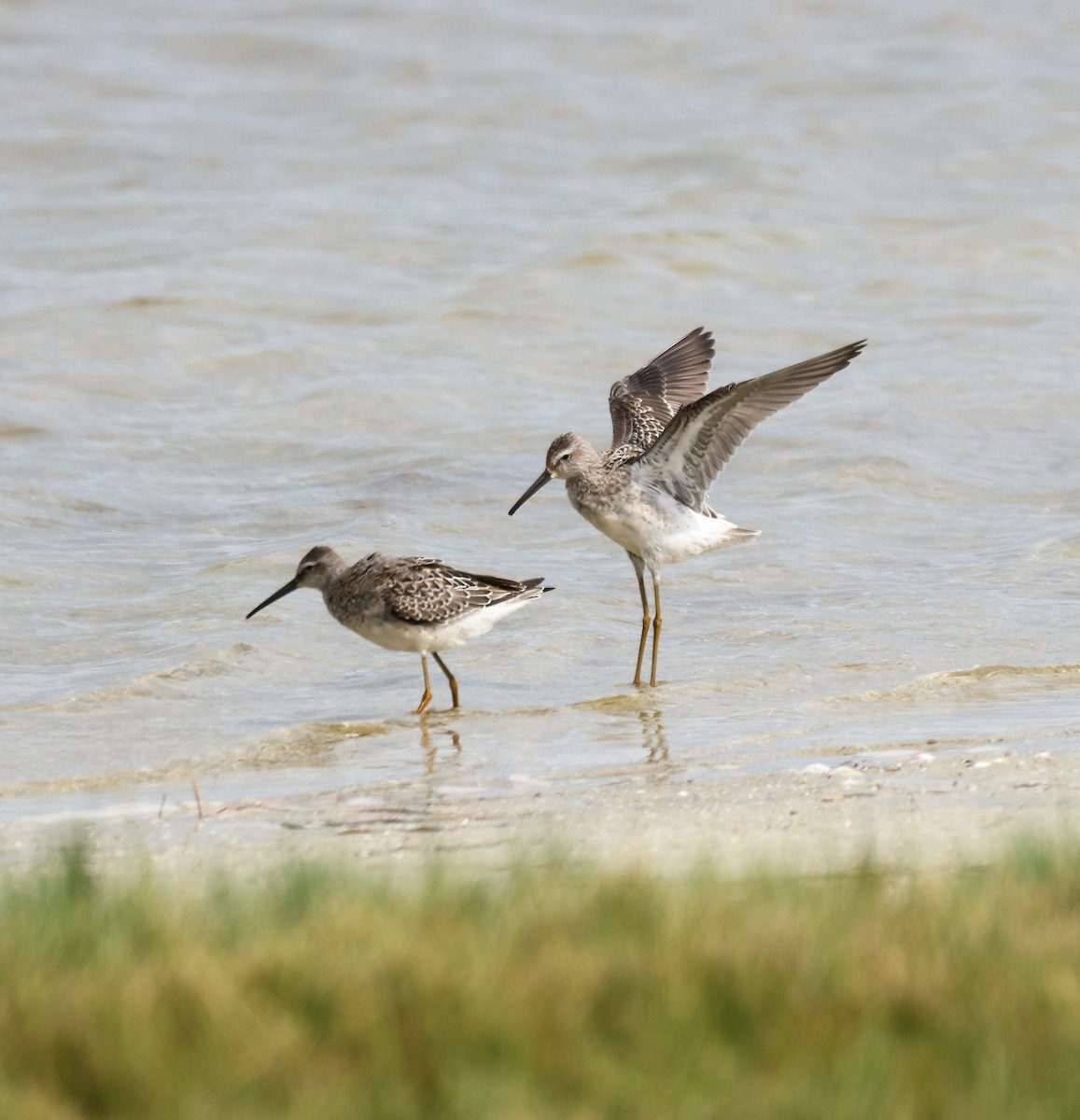 Stilt Sandpiper - Anne Ruben